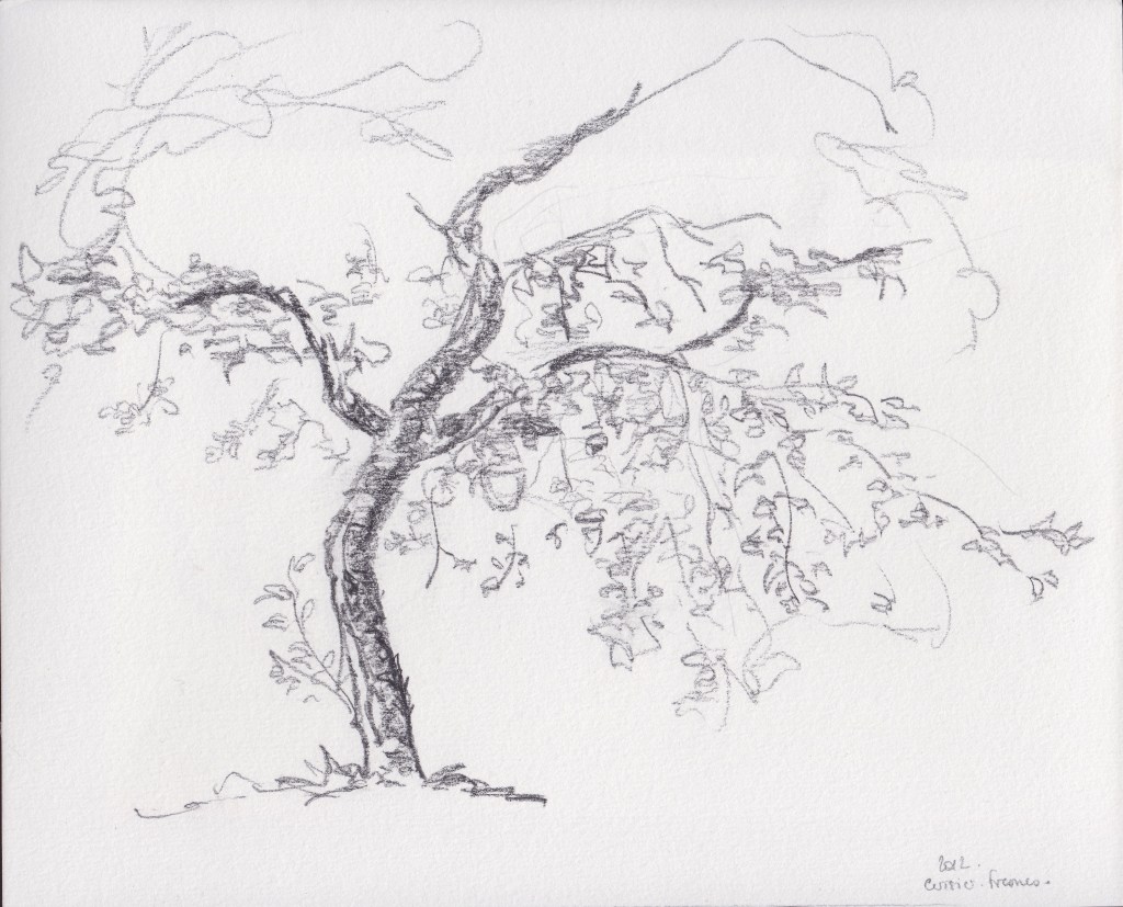 Esquisse, cerisier, 2012.  Crayon