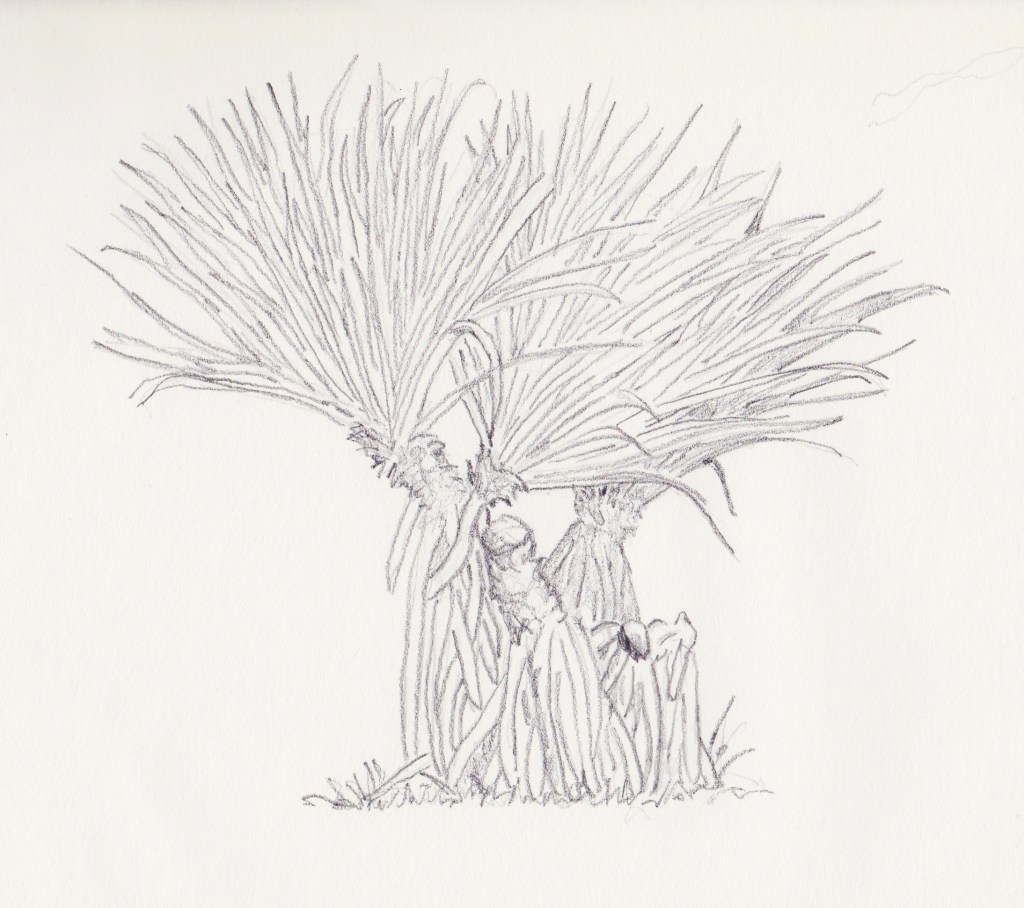 Vacoa, Saint-Philippe, Île de la Réunion, 2013.  Crayon